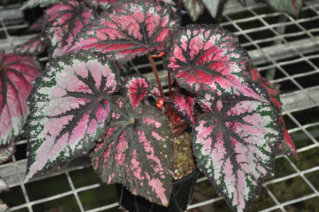 B. ‘Red Emporer’